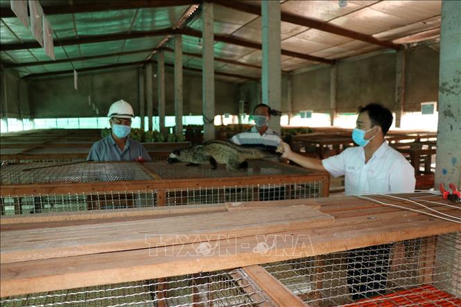 Trong ảnh: Anh Võ Văn Tiến (trái) hướng dẫn kỹ thuật nuôi chồn hương cho khách hàng. Ảnh: Hữu Chí -TTXVN