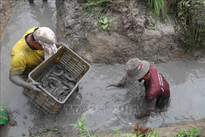 Ấn tượng mô hình lúa  cá  vịt  Tin của bộ ban nghành khác  Dân Việt