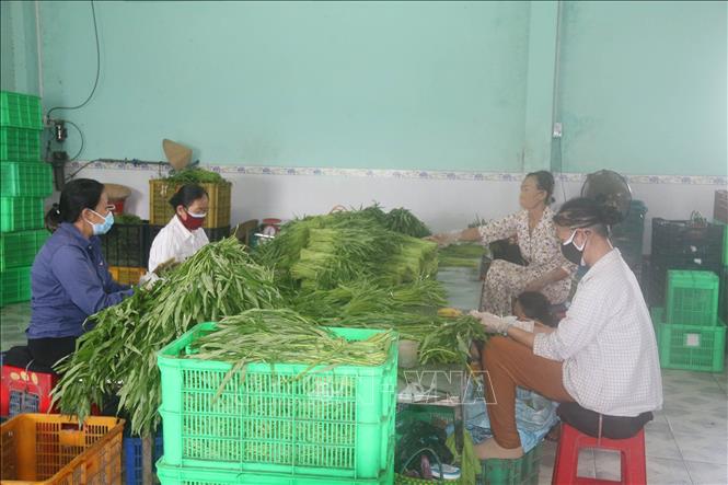 Trong ảnh: Sơ chế rau an toàn tại Hợp tác xã Rau an toàn Thạnh Hưng. Ảnh: Minh Trí-TTXVN
