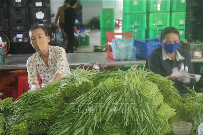 Trong ảnh: Sơ chế rau an toàn tại Hợp tác xã Rau an toàn Thạnh Hưng. Ảnh: Minh Trí-TTXVN