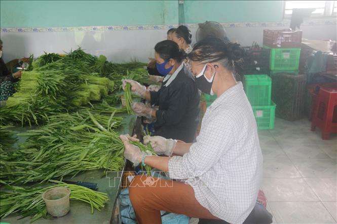 Trong ảnh: Sơ chế rau an toàn tại Hợp tác xã Rau an toàn Thạnh Hưng. Ảnh: Minh Trí-TTXVN