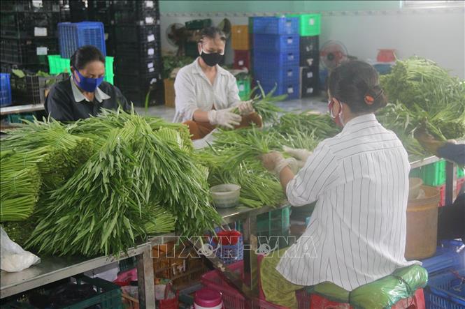 Trong ảnh: Sơ chế rau an toàn tại Hợp tác xã Rau an toàn Thạnh Hưng. Ảnh: Minh Trí-TTXVN