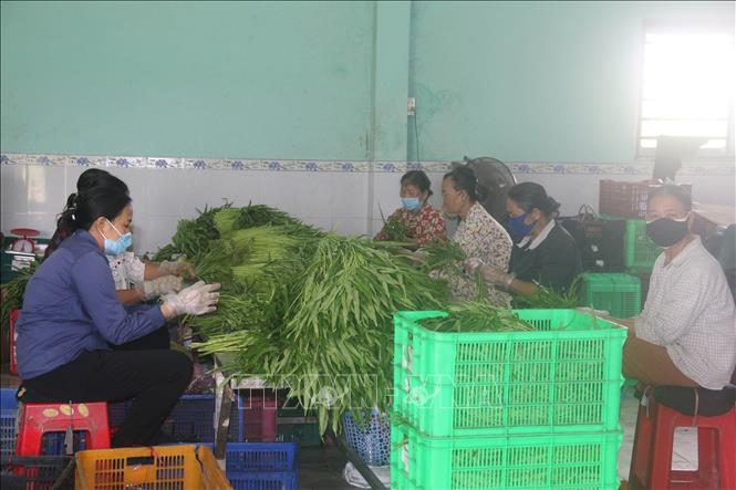 Trong ảnh: Sơ chế rau an toàn tại Hợp tác xã Rau an toàn Thạnh Hưng. Ảnh: Minh Trí-TTXVN
