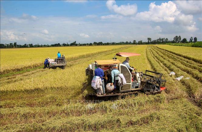 Nông dân thu hoạch lúa Thu Đông trên cánh đồng ở huyện Vĩnh Thạnh, TP Cần Thơ. Ảnh: Thanh Liêm - TTXVN
