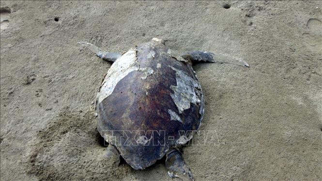 Trong ảnh (tư liệu): Xác rùa biển trên bãi biển đảo Altamura ở bang Sinaloa, Mexico. Ảnh: AFP/TTXVN