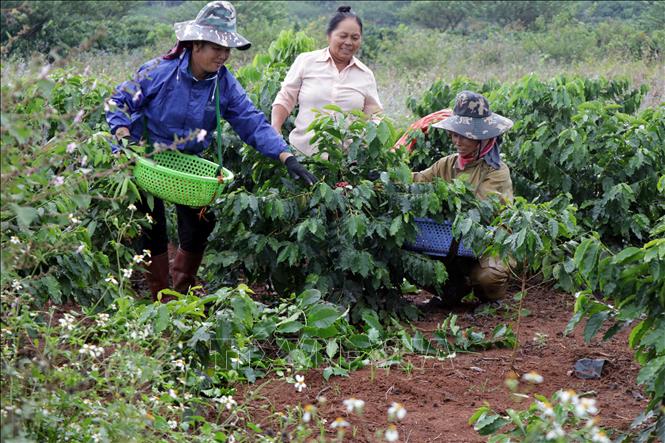Trong ảnh: Thành viên Hợp tác xã cà phê Bích Thao thu hoạch quả cà phê. Ảnh: Hữu Quyết - TTXVN