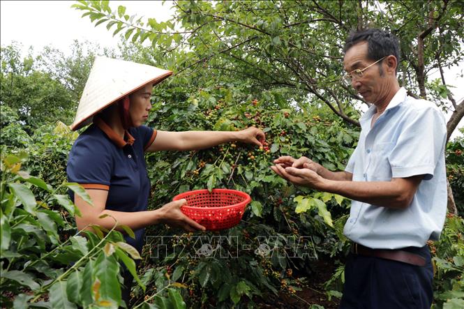 Trong ảnh: Thành viên Hợp tác xã cà phê Bích Thao kiểm tra chất lượng quả cà phê tươi tại vườn. Ảnh: Hữu Quyết - TTXVN