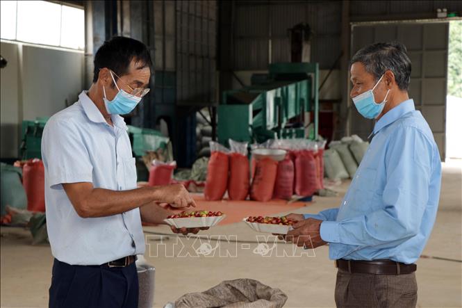 Trong ảnh: Thành viên Hợp tác xã cà phê Bích Thao kiểm tra chất lượng quả cà phê tươi trước khi đưa vào chế biến. Ảnh: Hữu Quyết - TTXVN