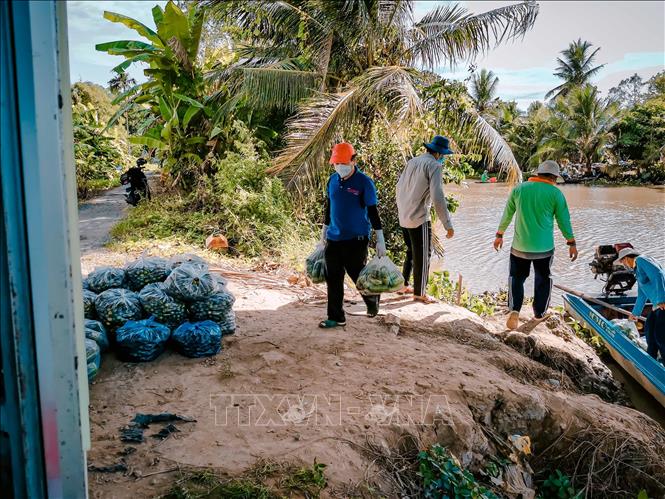 Trong ảnh: Anh Trung thu mua rau củ của nông dân huyện Thới Lai bằng tiền ủng hộ về phát lại cho các bếp ăn trong thời gian thực hiện Chỉ thị 16. Ảnh: Thanh Liêm - TTXVN