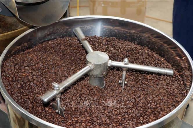 Trong ảnh: Một mẻ cà phê sau khi được rang tại Hợp tác xã cà phê Bích Thao. Ảnh: Hữu Quyết - TTXVN