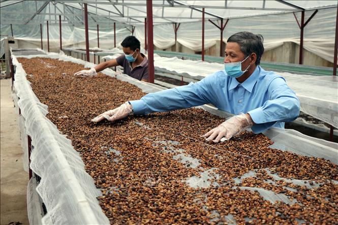 Trong ảnh: Sản phẩm cà phê của Hợp tác xã cà phê Bích Thao được chế biến trong nhà kính, đảm bảo vệ sinh, an toàn. Ảnh: Hữu Quyết - TTXVN
