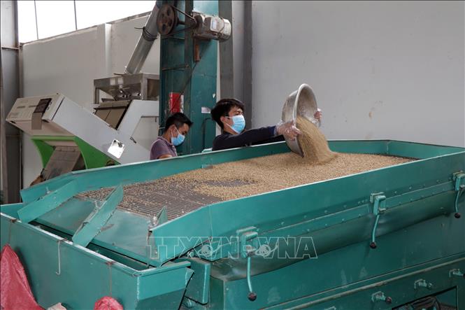 Trong ảnh: Công đoạn phân loại nhân cà phê tại Hợp tác xã cà phê Bích Thao . Ảnh: Hữu Quyết - TTXVN