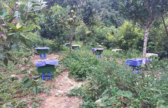 Nghề nuôi ong mật ở xã Miền Đồi