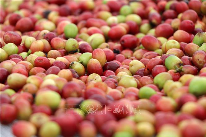 Trong ảnh: Quả cà phê phê chè giống mới THA1 của Hợp tác xã cà phê Bích Thao có giá bán cao hơn 20-30% cà phê truyền thống. Ảnh: Hữu Quyết - TTXVN