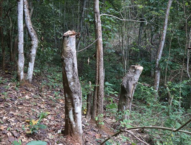 Tại hiện trường phá rừng trên địa bàn xã Mường Pồn (huyện Điện Biên, tỉnh Điện Biên), nhiều loại cây rừng, kích thước khác nhau bị chặt hạ. Ảnh: Xuân Tiến – TTXVN 
