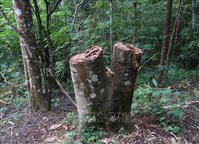 Gốc cây có 2 thân lớn trong rừng Mường Pồn đồng thời bị người dân chặt hạ tại hiện trường vụ phá rừng. Ảnh: Xuân Tiến- TTXVN 