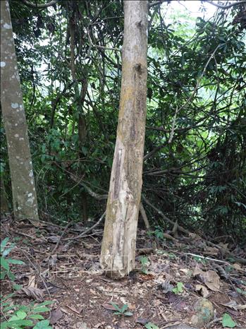 Một thân cây bị người dân chặt hạ, vướng các tán rừng nên không bị nghiêng đổ tại hiện trường vụ phá rừng trên địa bàn xã Mường Pồn (huyện Điện Biên, tỉnh Điện Biên). Ảnh: Xuân Tiến- TTXVN 