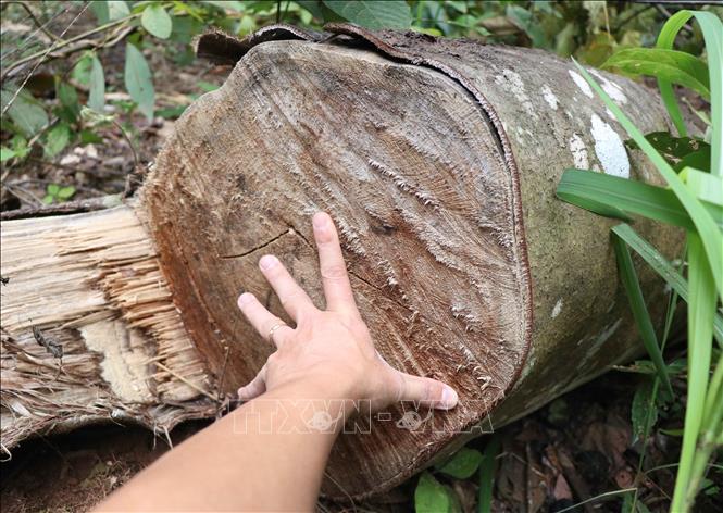 Thân cây có đường kính gần 40cm bị cưa hạ bằng cưa xăng tại hiện trường vụ phá rừng Mường Pồn (xã Mường Pồn, huyện Điện Biên, tỉnh Điện Biên). Ảnh: Xuân Tiến – TTXVN 