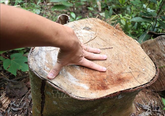 Gốc cây trong rừng Mường Pồn (huyện Điện Biên, tỉnh Điện Biên) bị người dân cưa hạ bằng cưa xăng, có đường kính gốc gần 40cm. Ảnh: Xuân Tiến – TTXVN 