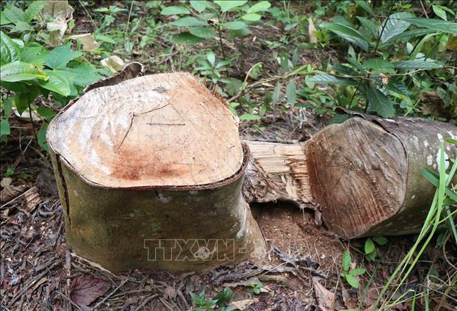 Gốc và  thân cây to bị cưa hạ bằng cưa xăng, vết cưa sắc lẹm tại hiện trường vụ phá rừng ở bản Mường Pồn 2 (xã Mường Pồn, huyện Điện Biên, tỉnh Điện Biên). Ảnh: Xuân Tiến – TTXVN 