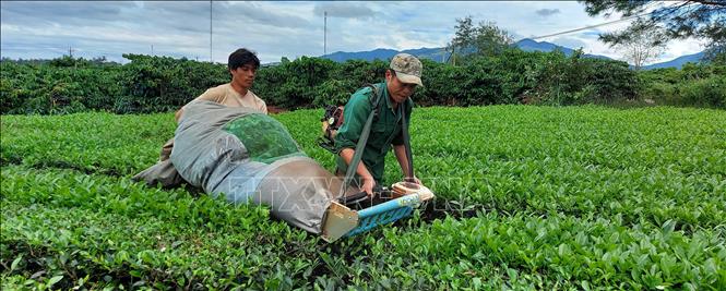 Trong ảnh: Chè Biển Hồ - Gia Lai vào vụ thu hoạch. Ảnh: Hồng Điệp - TTXVN
