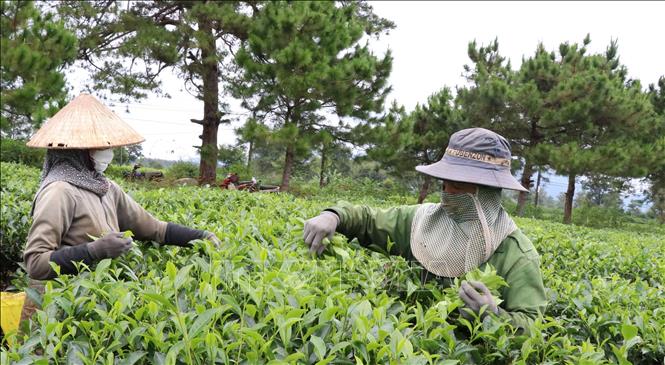 Trong ảnh: Công nhân hái chè thu công từ sáng sớm để có chất lượng chè tốt hơn. Ảnh: Hồng Điệp - TTXVN