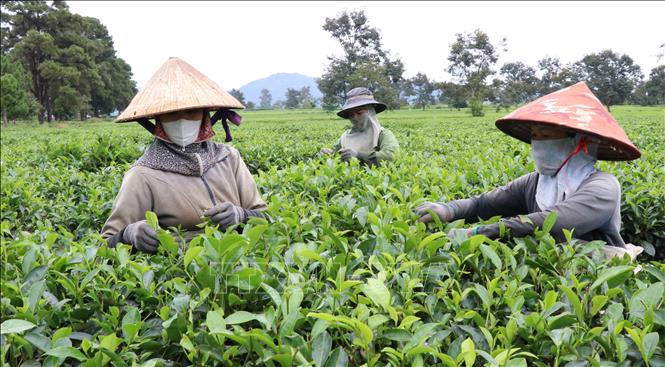 Trong ảnh: Thu hoạch chè bằng phương pháp thủ công tại Đồi chè thuộc Công ty Cổ phần chè Biển Hồ (Gia Lai). Ảnh: Hồng Điệp - TTXVN