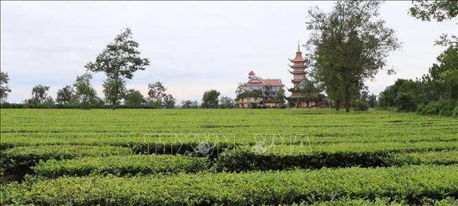 Trong ảnh: Ngôi chùa Bửu Minh (xã Nghĩa Hưng, huyện Chư Păh, Gia Lai) tĩnh lặng giữa những luống chè xanh ngút ngàn. Ảnh: Hồng Điệp - TTXVN 