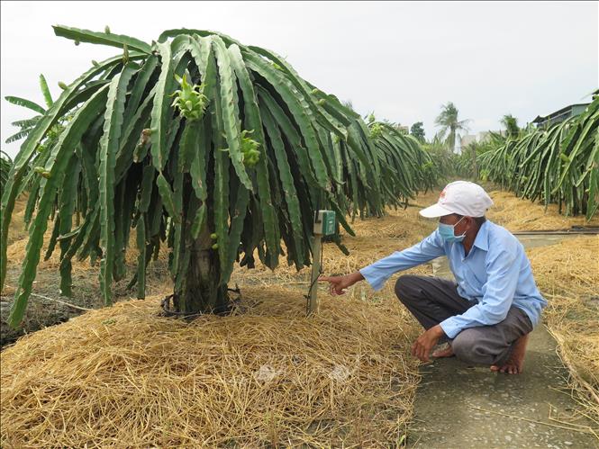 Trong ảnh: Hệ thống tưới nước tiết kiệm tự động và hệ thống đo độ ẩm từ xa được lắp tại vườn thanh long 6.000m2 ở ấp Long Thành, xã Long Trì, huyện Châu Thành.Ảnh: Minh Hưng-TTXVN
