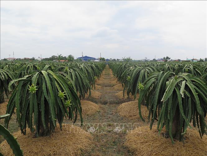 Trong ảnh: Vườn thanh long 6.000m2 ứng dụng công nghệ cao của ông Nguyễn Văn Vĩnh tại ấp Long Thành, xã Long Trì, huyện Châu Thành mang lại lợi nhuận hàng tỷ đồng mỗi năm. Ảnh: Minh Hưng-TTXVN
