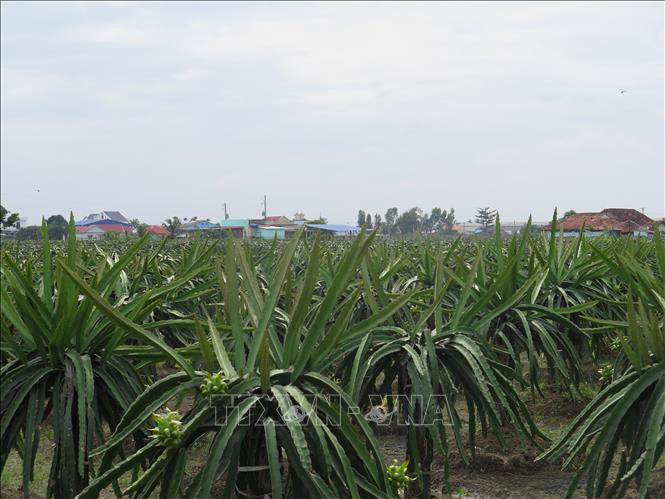 Trong ảnh: Vườn thanh long 6.000m2 ứng dụng công nghệ cao của ông Nguyễn Văn Vĩnh tại ấp Long Thành, xã Long Trì, huyện Châu Thành mang lại lợi nhuận hàng tỷ đồng mỗi năm. Ảnh: Minh Hưng-TTXVN