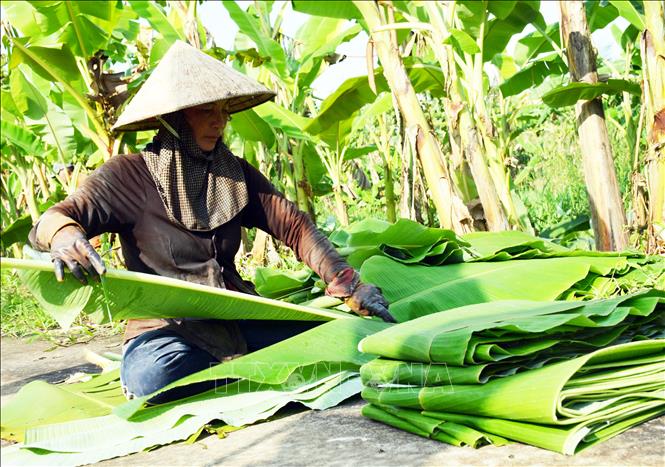 Triển vọng mô hình chuối tiêu hồng