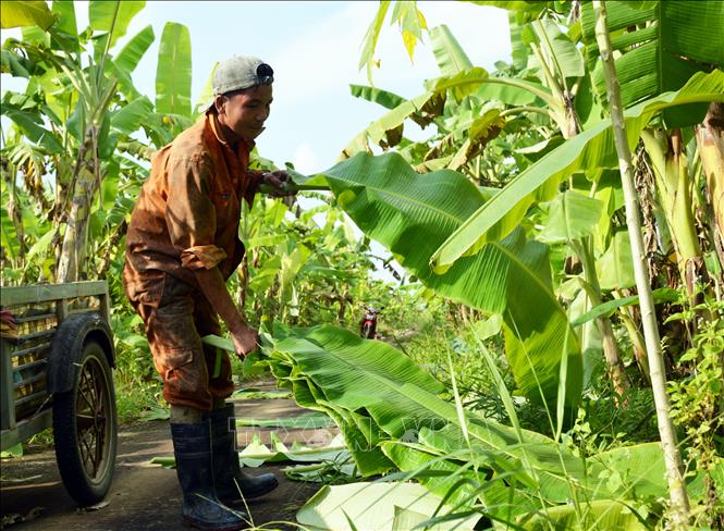 Hiệu quả mô hình trồng chuối sáp  Nông nghiệp Tây Ninh  TayNinhTV  ĐÀI  TRUYỀN HÌNH TÂY NINH
