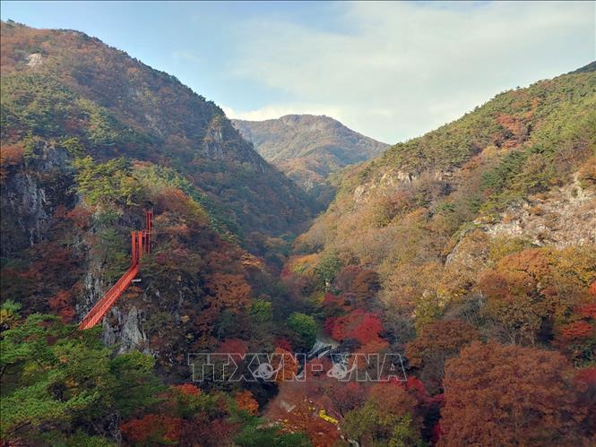 Mùa thu mang đến vẻ đẹp lãng mạn đến nao lòng ở khắp nơi, từ châu Á, châu Âu đến châu Mỹ. Trong ảnh: Bức tranh mùa thu trên núi Gangcheon ở thị trấn Sunchang, Hàn Quốc, ngày 2/11/2021. Ảnh: Yonhap/ TTXVN