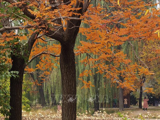 Mùa thu mang đến vẻ đẹp lãng mạn đến nao lòng ở khắp nơi, từ châu Á, châu Âu đến châu Mỹ. Trong ảnh: Bức tranh mùa thu trong công viên ở Bắc Kinh, Trung Quốc, ngày 2/11/2021. Ảnh: THX/ TTXVN