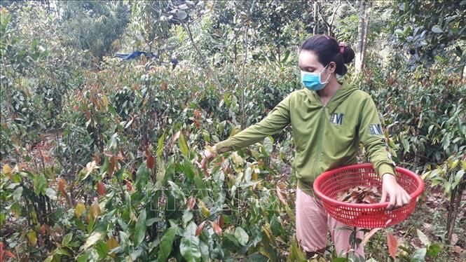 Trong ảnh: Cây nhíp rừng được đồng bào S'tiêng đưa về trồng trong vườn. Ảnh: K GỬIH -TTXVN