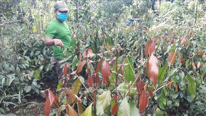 Trong ảnh: Cây nhíp rừng được đồng bào S'tiêng đưa về trồng trong vườn. Ảnh: K GỬIH -TTXVN