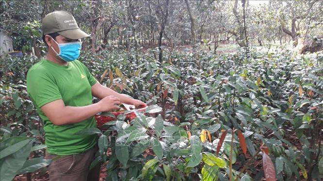 Trong ảnh: Cây nhíp rừng được đồng bào S'tiêng đưa về trồng trong vườn. Ảnh: K GỬIH -TTXVN