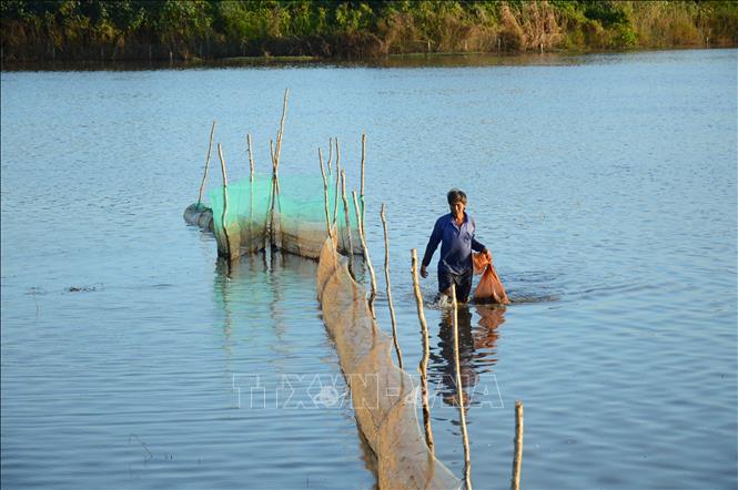 Trong ảnh: Đặt dớn là phương thức bắt cá khá phổ biến trong mùa nước nổi ở Đồng Tháp. Ảnh: Nhựt An - TTXVN
