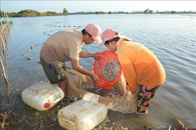 Trong ảnh: Có những ngày, người dân bắt được gần 100kg cá lòng tong. Ảnh: Nhựt An - TTXVN