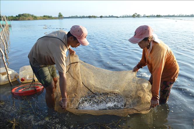 Trong ảnh: Một mẻ lưới, anh Huỳnh Văn Luân ngụ huyện Tân Hồng bắt được hơn 10kg cá, chủ yếu là cá lòng tong. Ảnh: Nhựt An - TTXVN

