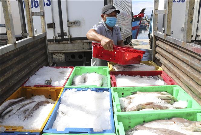 Trong ảnh: Ngư dân vận chuyển cá tại cảng cá Đông Hải, thành phố Phan Rang – Tháp Chàm đưa đi tiêu thụ. Ảnh: Nguyễn Thành – TTXVN