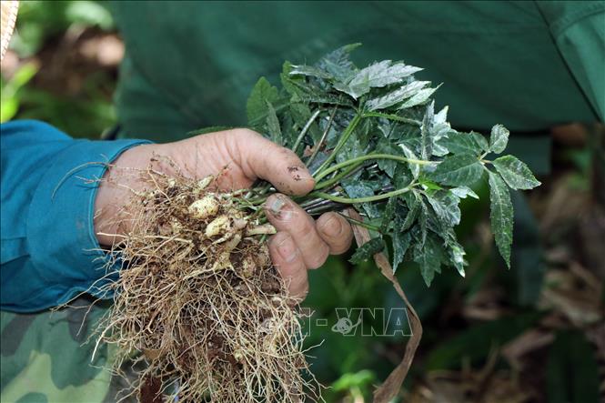 Trong ảnh: Công nhân Công ty cổ phần sâm Ngọc Linh Kon Tum đang nhổ sâm giống tại vườn ươm để đi trồng. Ảnh: Cao Nguyên-TTXVN
