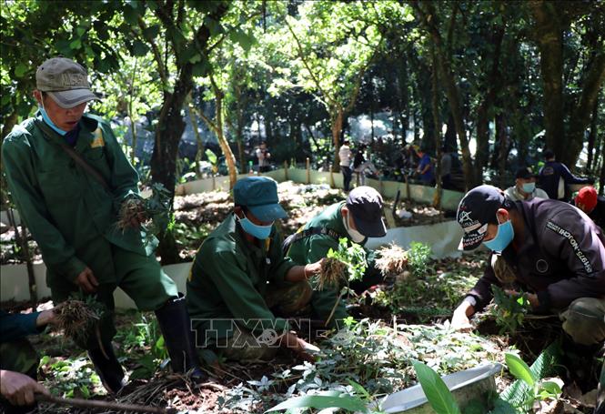 Trong ảnh: Công nhân Công ty cổ phần sâm Ngọc Linh Kon Tum nhổ sâm giống tại vườn ươm để đi trồng. Ảnh: Cao Nguyên-TTXVN
