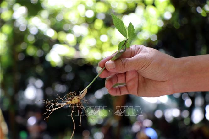 Trong ảnh: Cây sâm Ngọc Linh được nhổ ở vườn ươm trước khi đi trồng. Ảnh: Cao Nguyên-TTXVN
