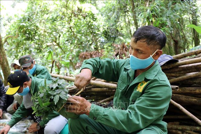 Trong ảnh: Công nhân Công ty cổ phần sâm Ngọc Linh Kon Tum bó sâm giống vào lá chuối để không làm hư rễ trước khi mang đi trồng. Ảnh: Cao Nguyên-TTXVN
