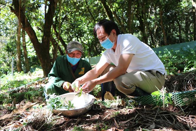 Trong ảnh: Lãnh đạo Công ty cổ phần sâm Ngọc Linh Kon Tum kiểm tra chất lượng cây giống trước khi mang đi trồng. Ảnh: Cao Nguyên-TTXVN
