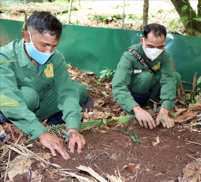 Trong ảnh: Công nhân Công ty cổ phần sâm Ngọc Linh Kon Tum trồng sâm trên đỉnh núi Ngọc Linh. Ảnh: Cao Nguyên-TTXVN
