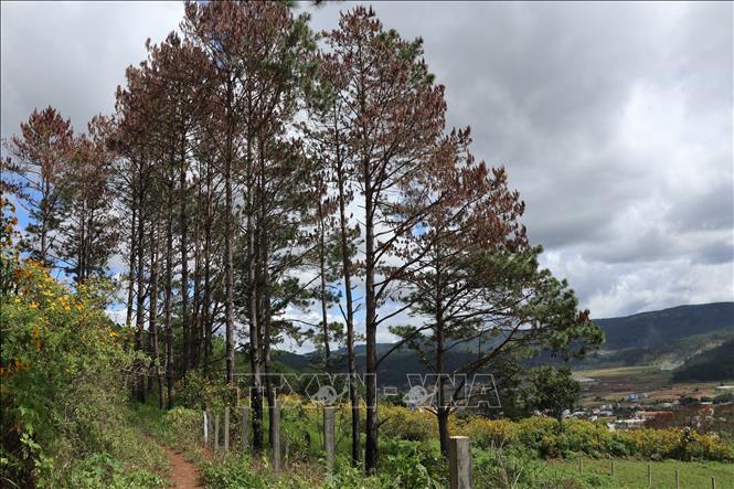 Trong ảnh: Hơn 70 cây thông trên bị phá bằng hình thức ken cây đang chết dần, lá chuyển sang màu vàng. Ảnh: TTXVN phát 