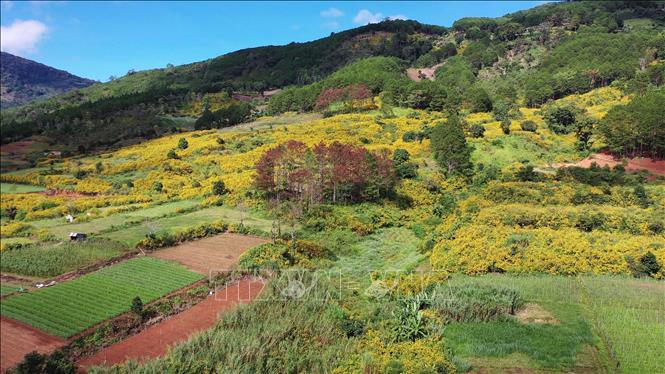 Trong ảnh: Khu vực thông bị 